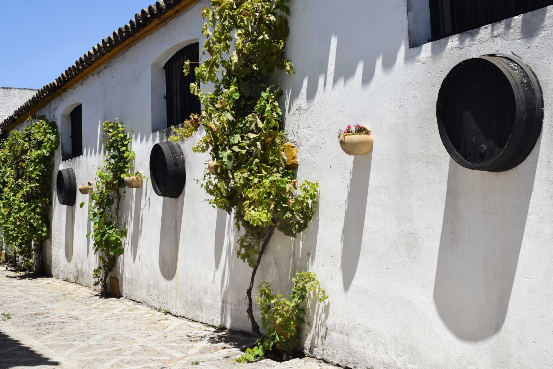 Espacio gastronómico Tabanco Los Monos con vinos